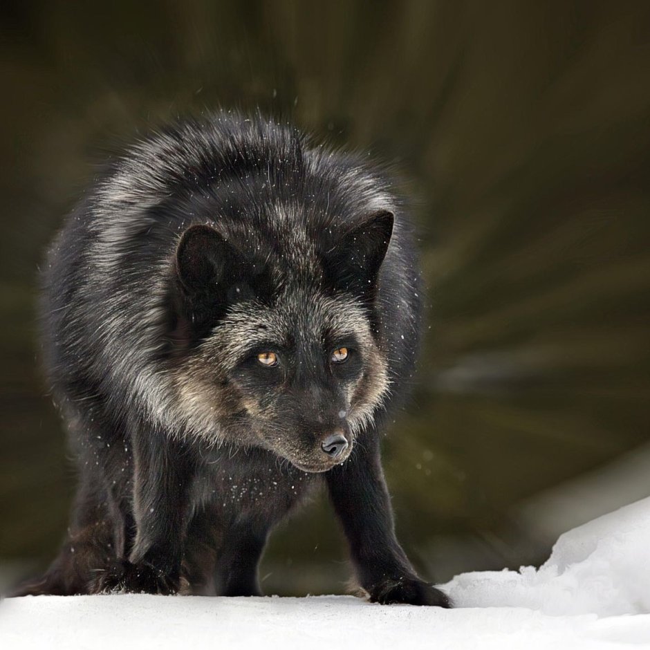 Black Fox чёрная лиса