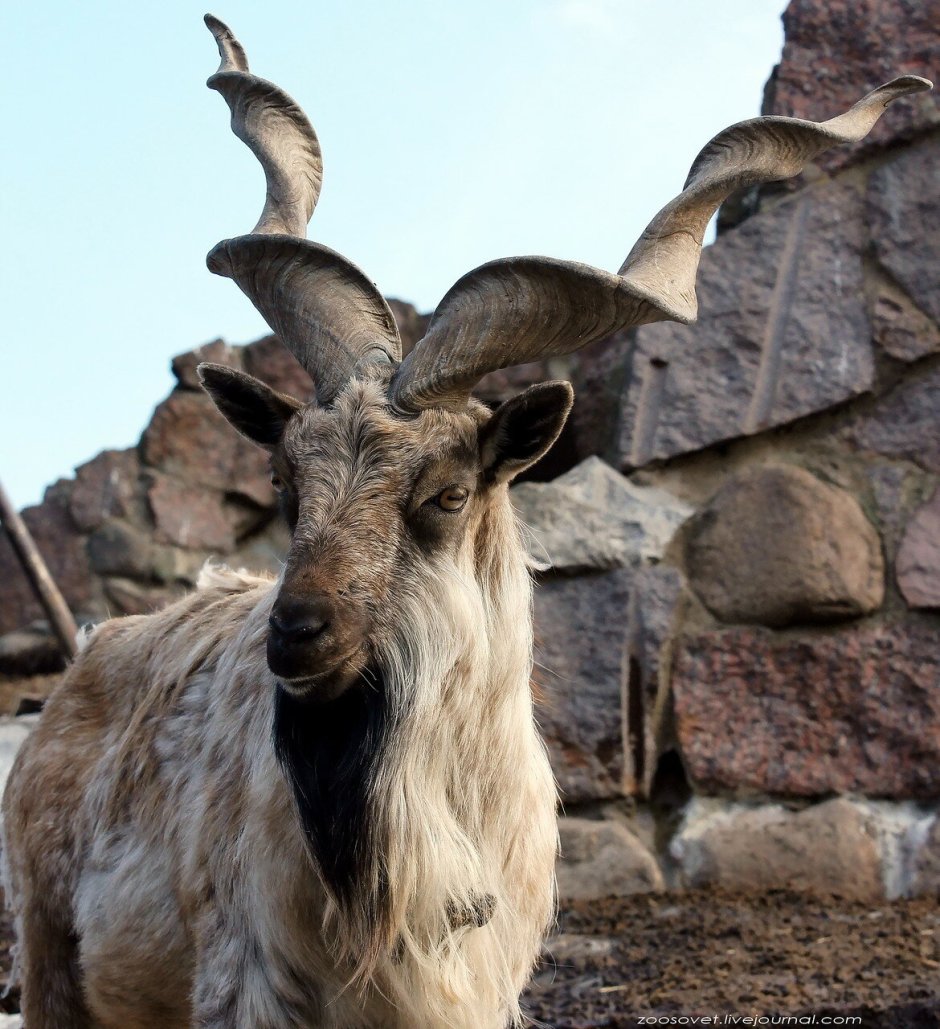 Горный Винторогий козёл