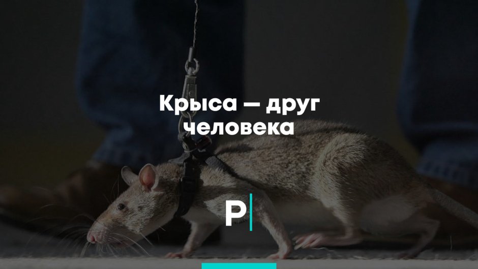 Крысы друзья