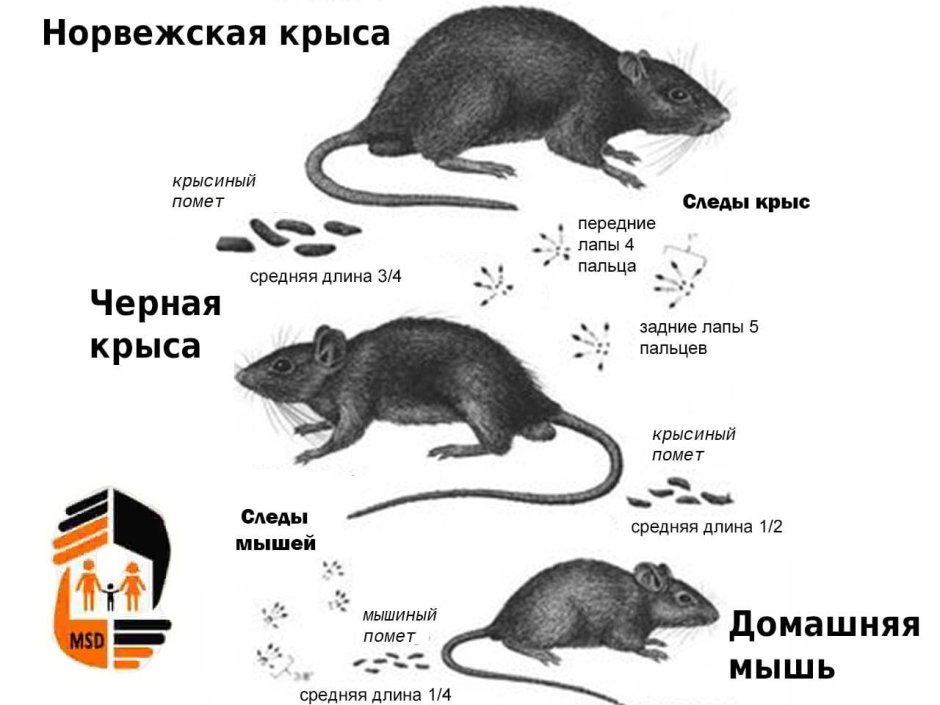 Отличие мыши от крысы