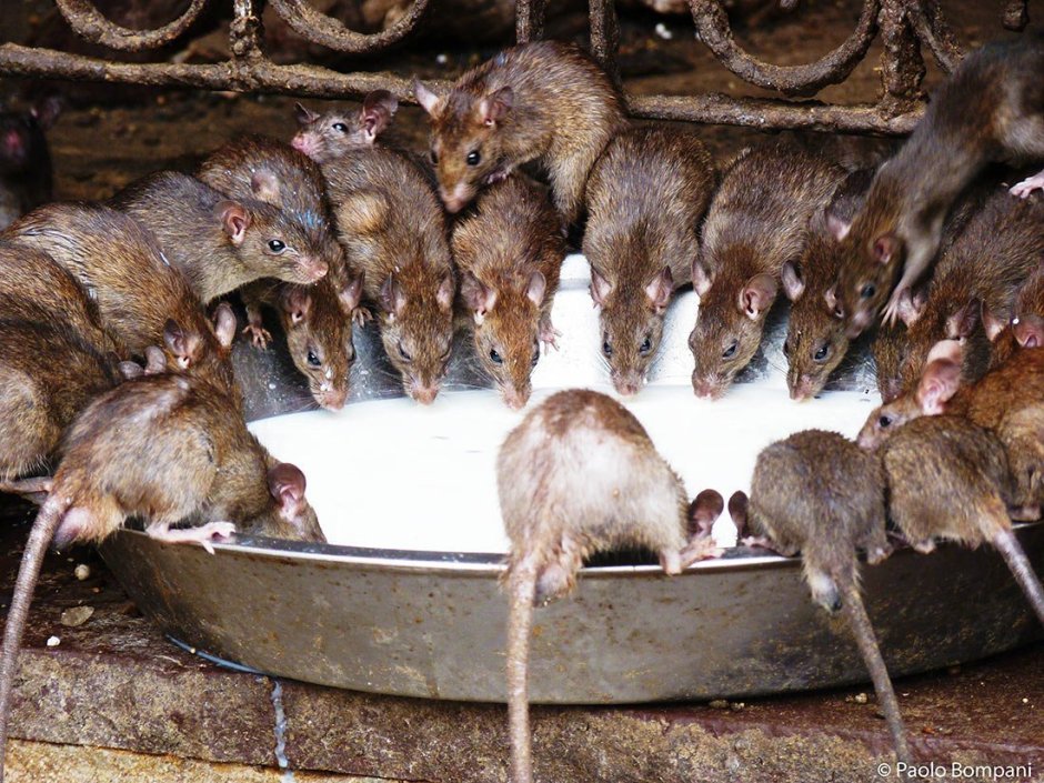 Много крыс