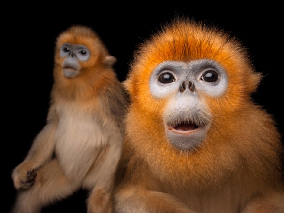 Золотистая курносая обезьяна (Rhinopithecus roxellana)