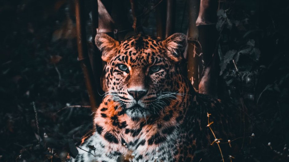 Хищники животные