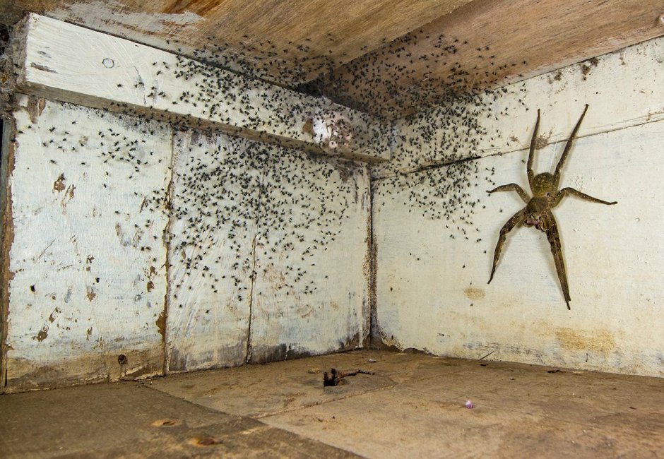 Каракурт Тарантул