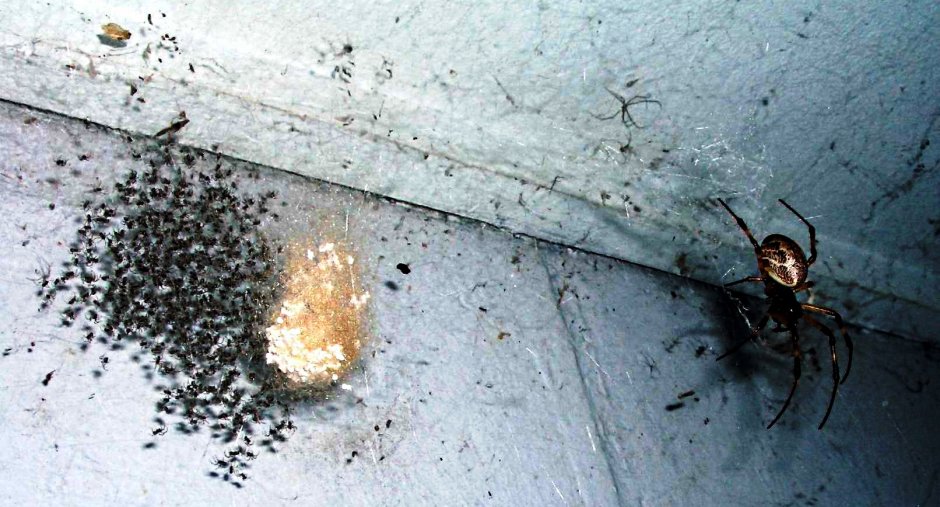 Много пауков