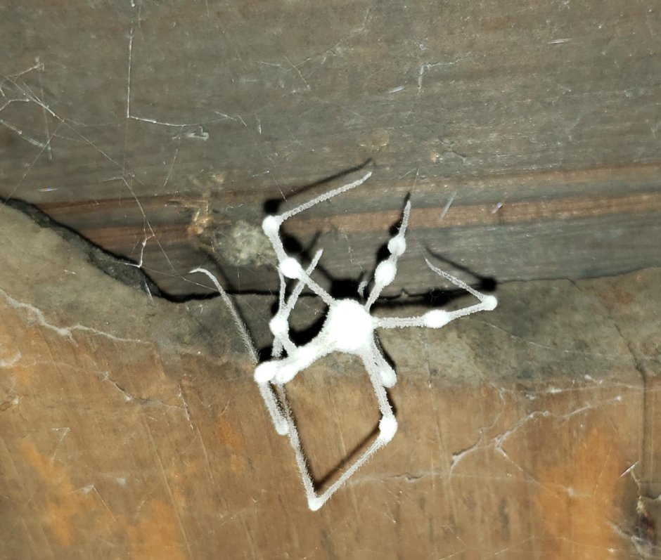 Паук пораженный грибком Torrubiella