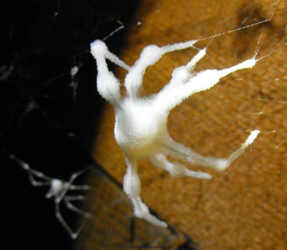 Паук пораженный грибком Torrubiella
