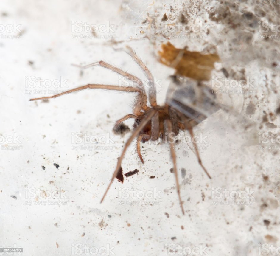 Белые подвальные пауки