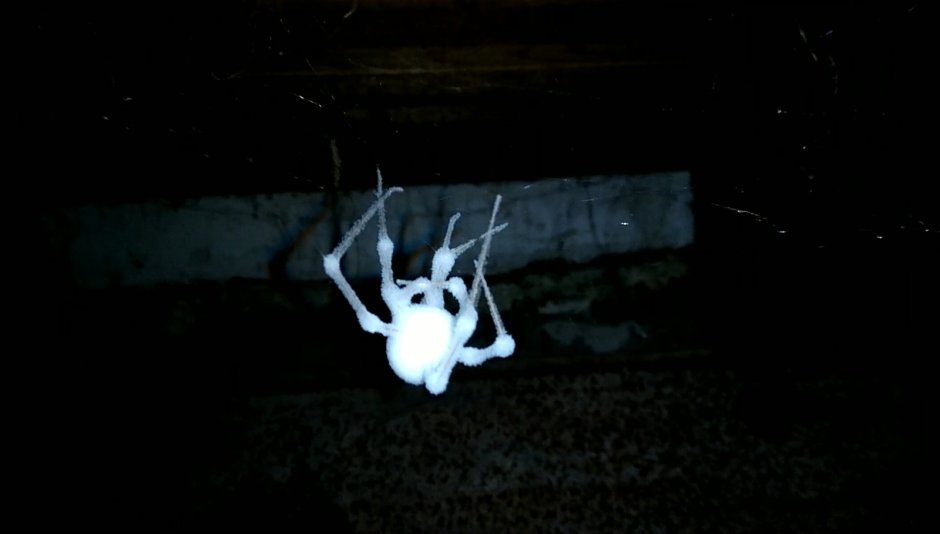 Плотоядная плесень паук