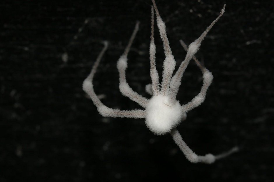 Паук долгоножка Torrubiella