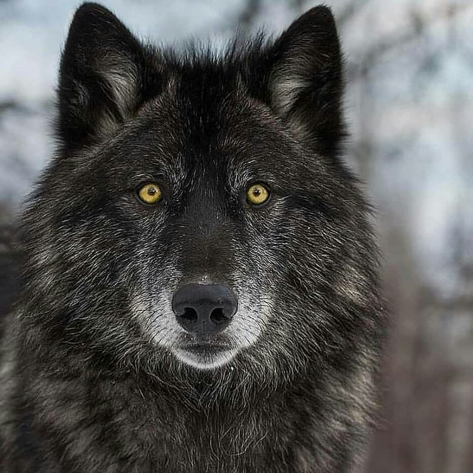 Волкособ Вульф черный