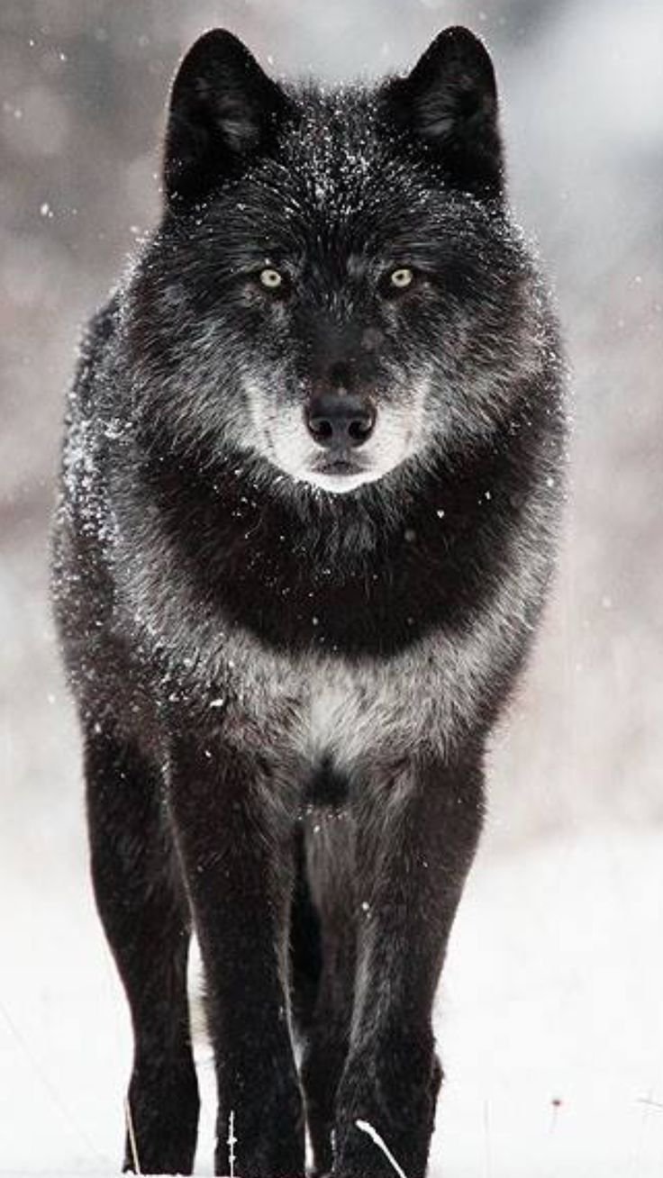 Канадский волк Акелла
