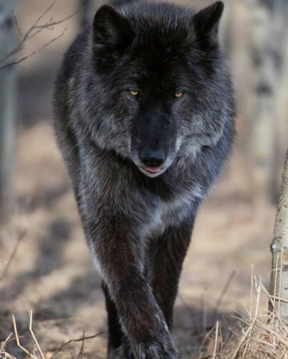 Черный канадский волк