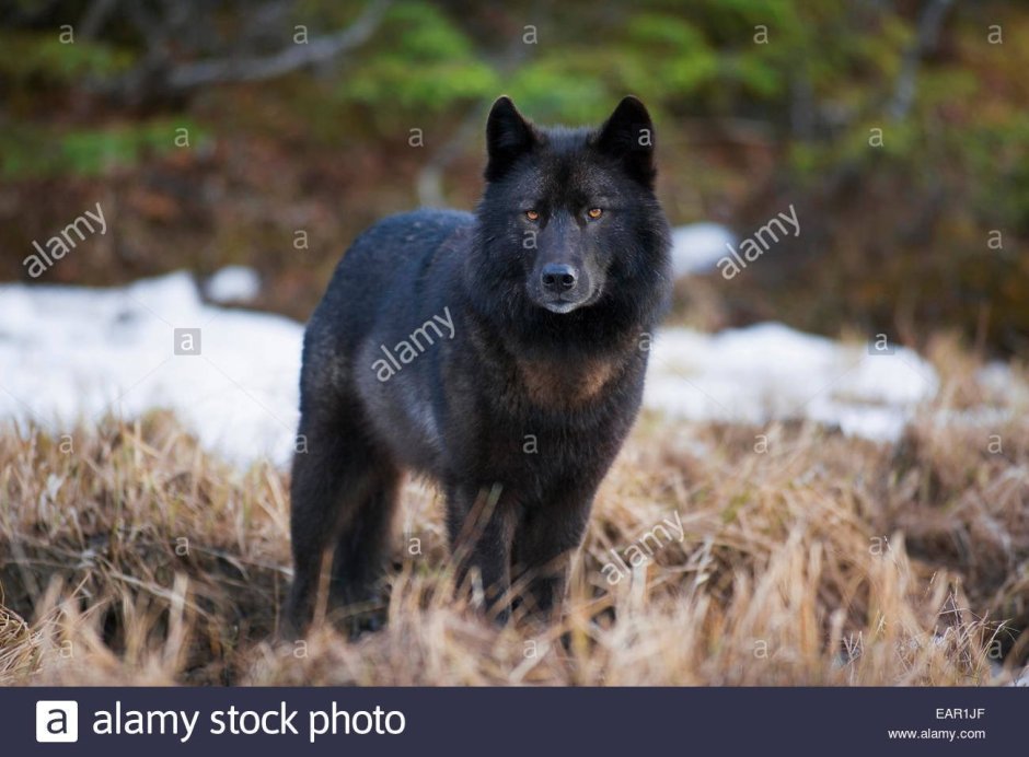 Флоридский чёрный волк вымерший