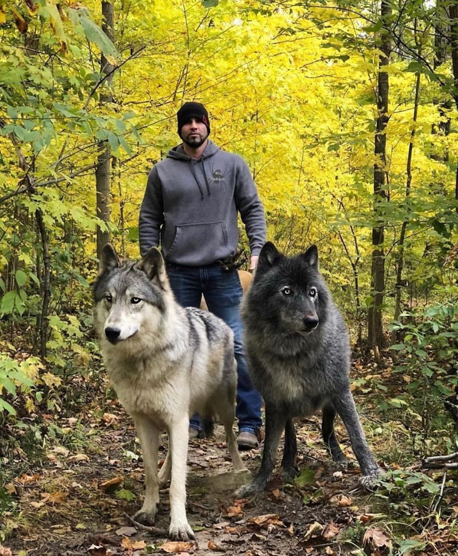 Американская овчарка лютоволк