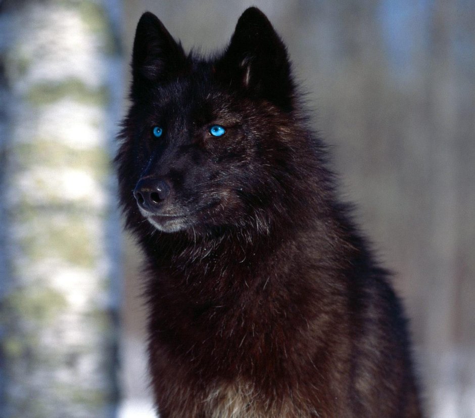 Фото для олдов черные