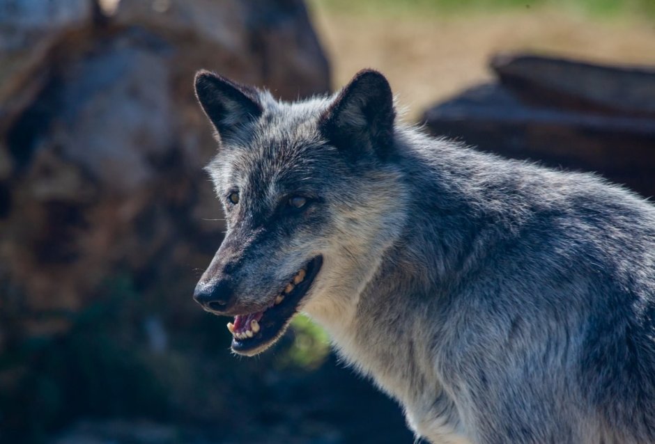 Канадский волк фото