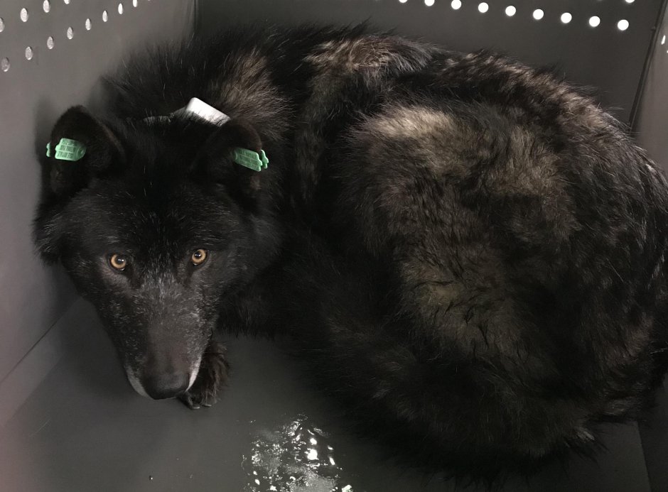 Канадский волк Акелла