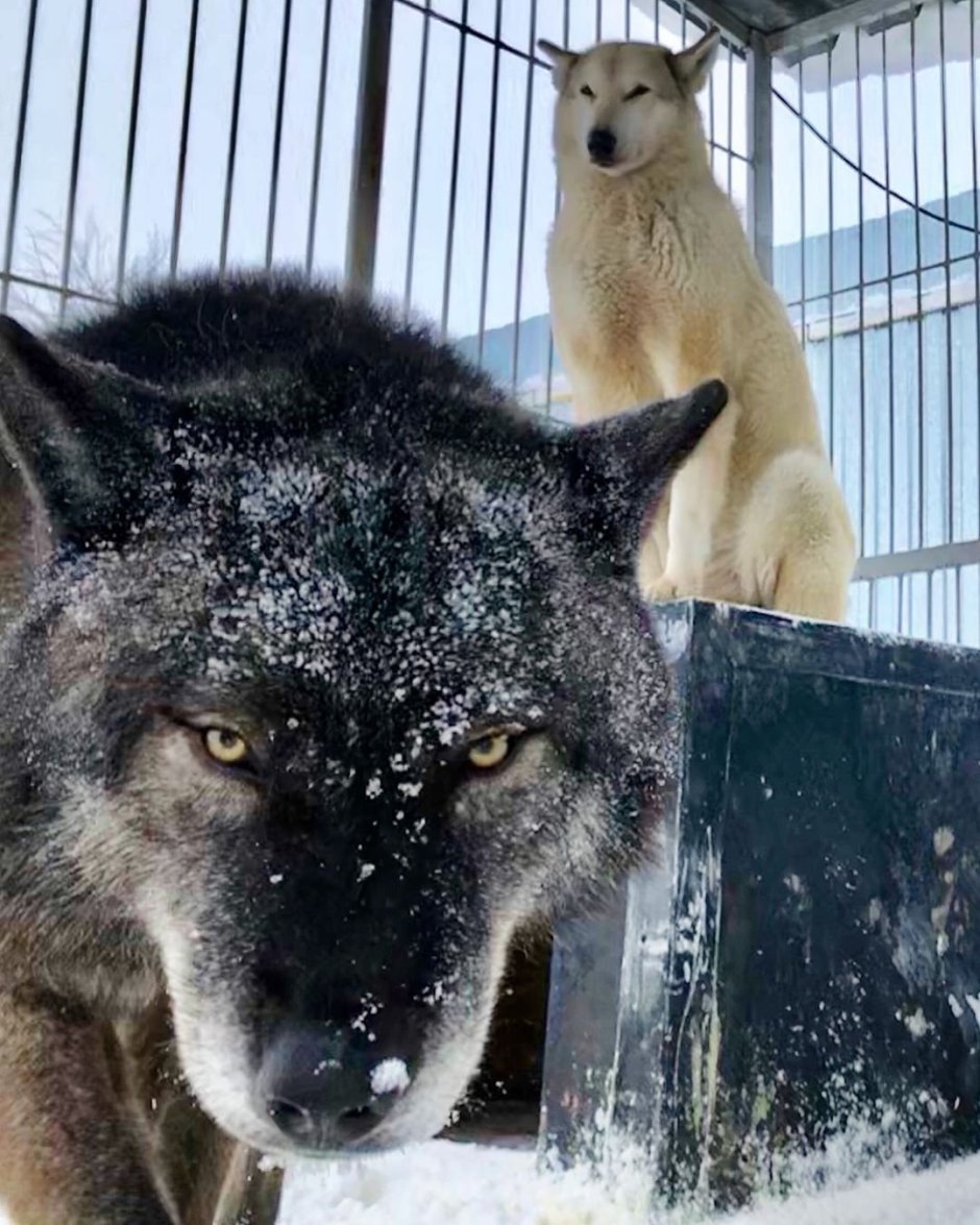 Канадский волк Акелла