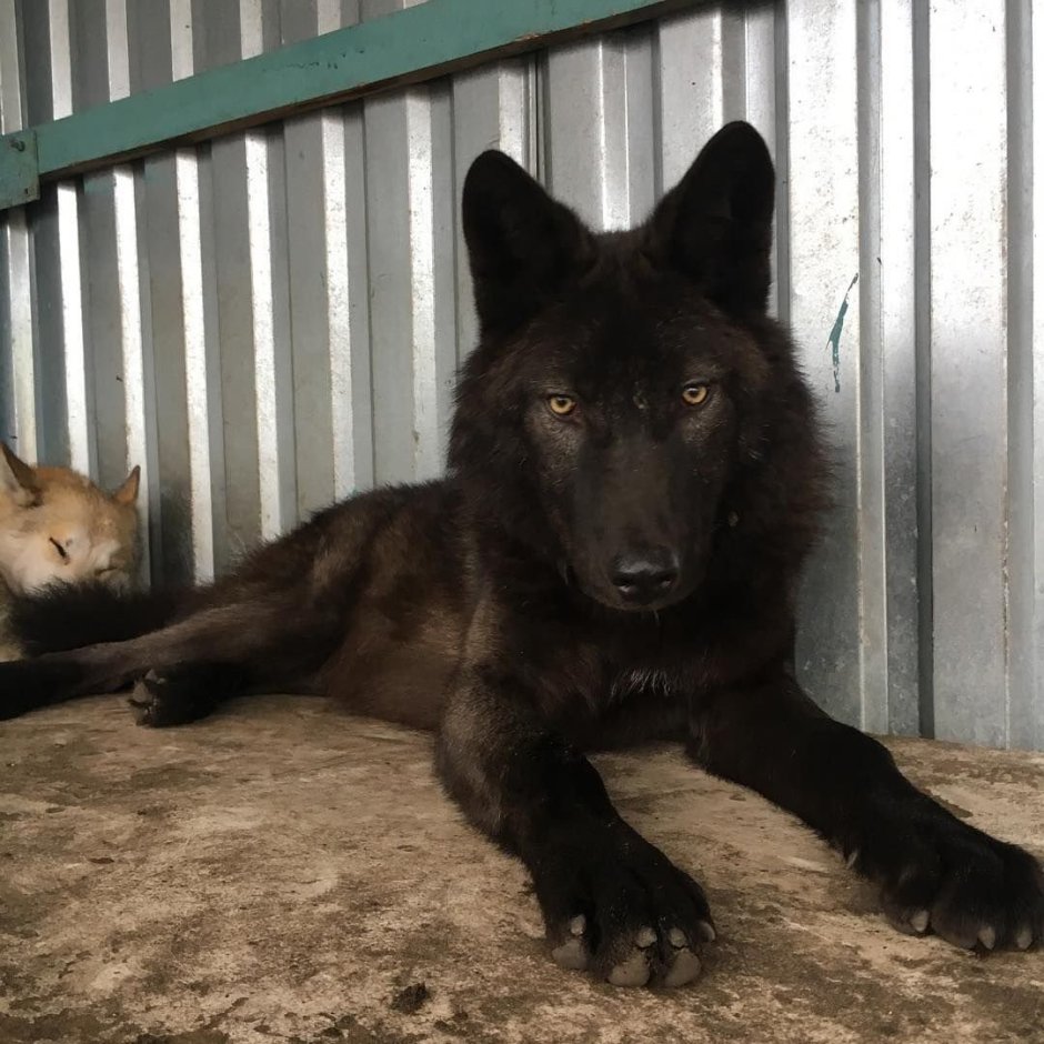 Блэк Канадиан Вулф