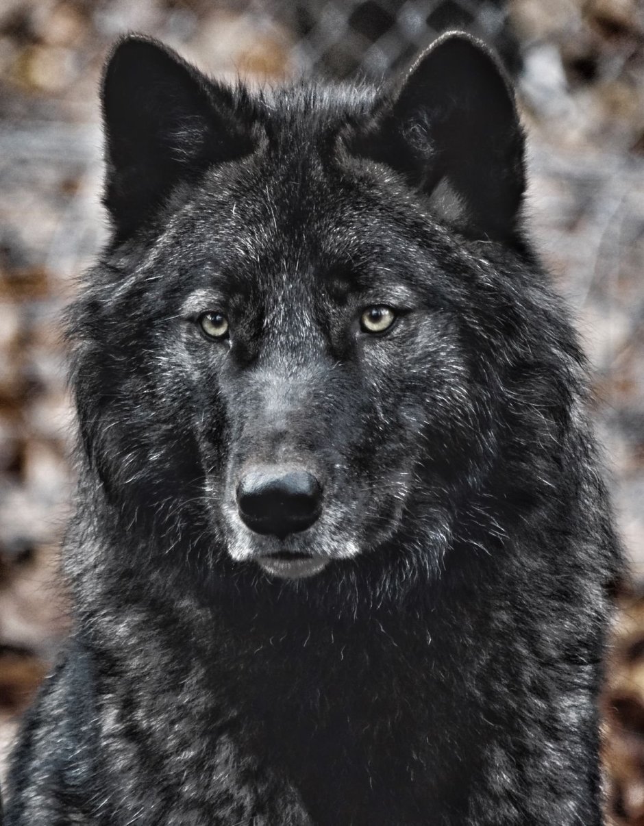 Черный канадский волк