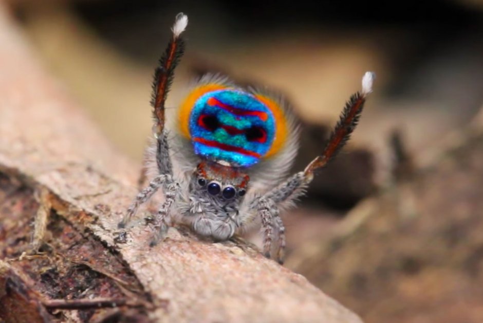 Maratus personatus паук
