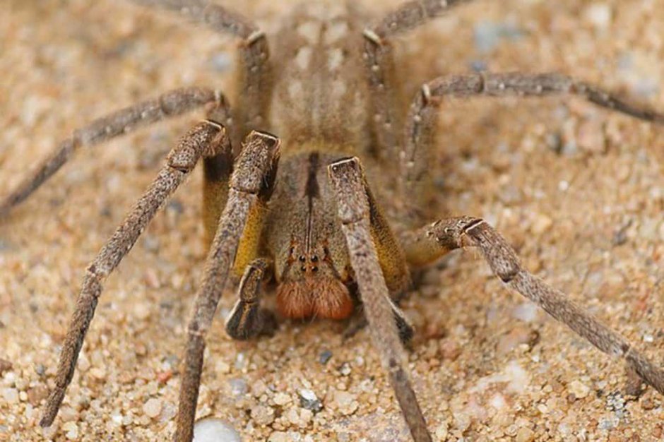 Phoneutria самец