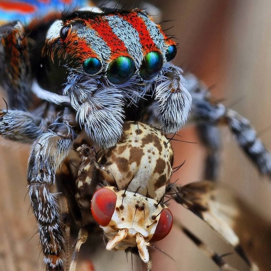 Паук-Павлин (Maratus volans)