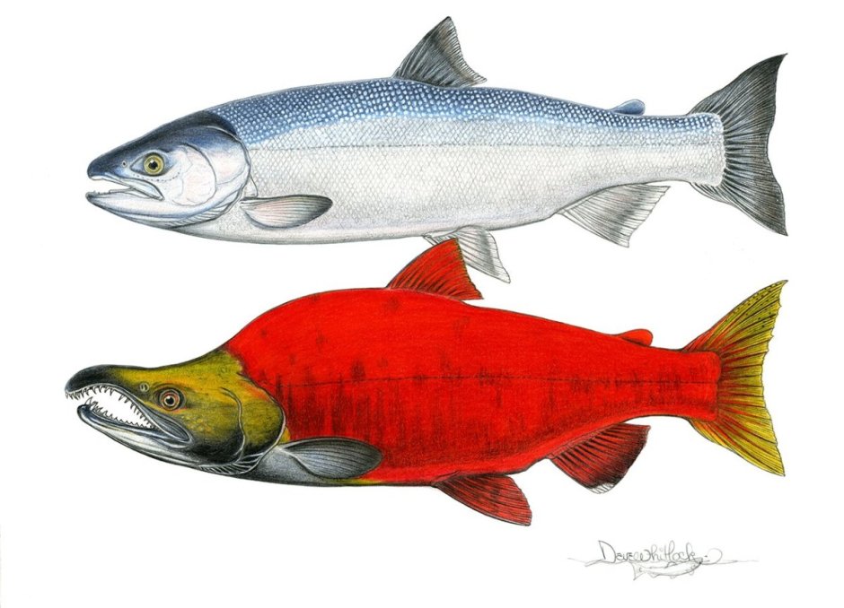 Чавыча самка