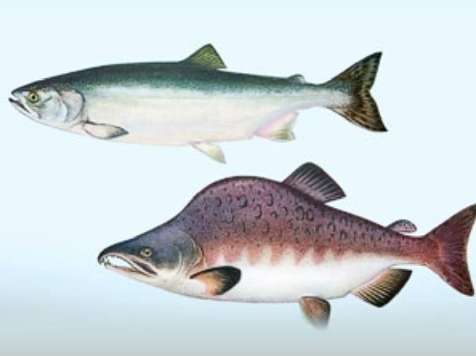 Pink Salmon горбуша - Oncorhynchus gorbuscha