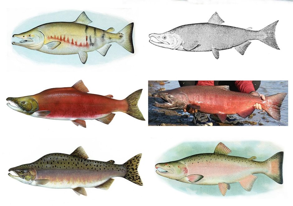 Горбуша с нерестовыми изменениями