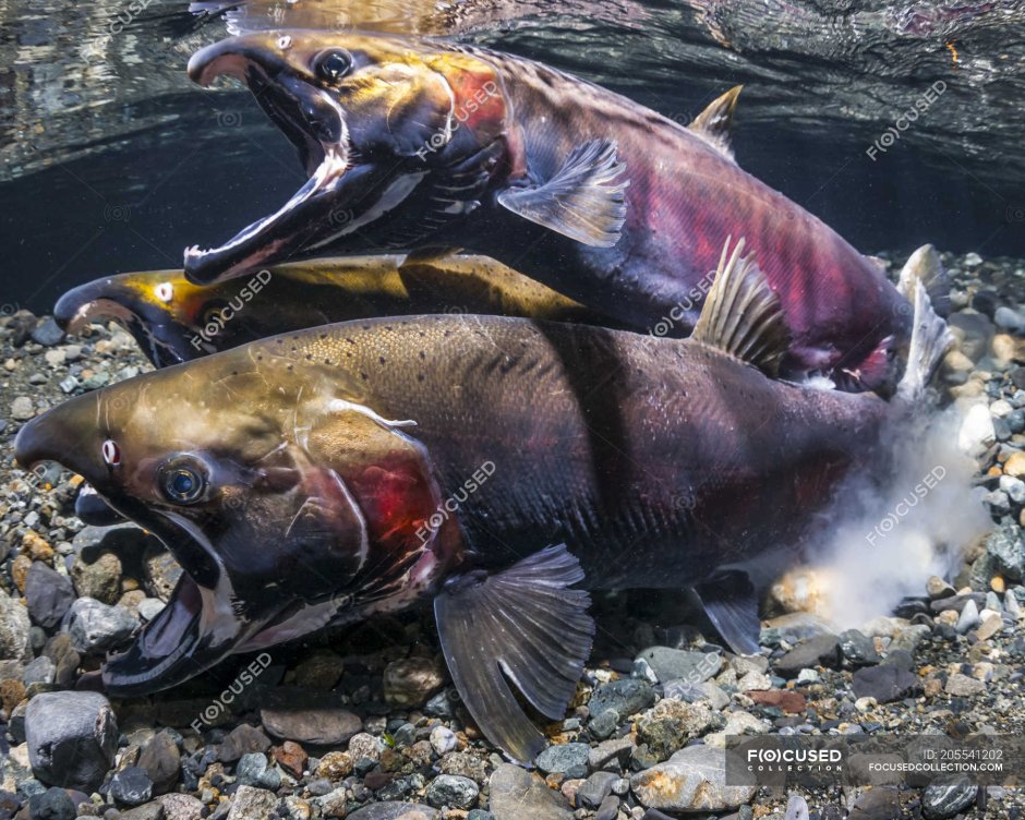 Горбуша в брачном наряде
