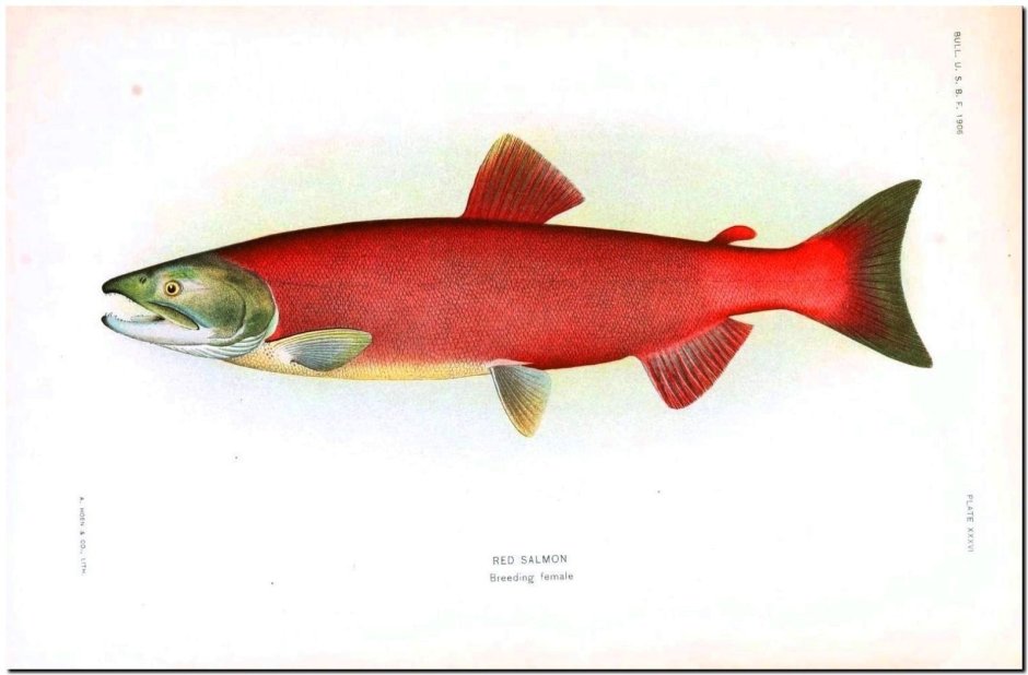 Горбуша арт