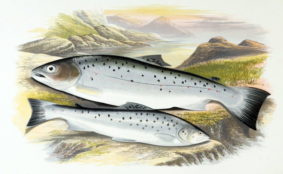 Salmo trutta trutta