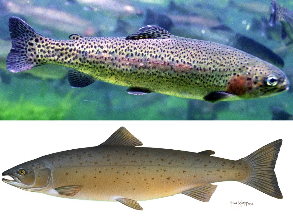 Oncorhynchus clarkii