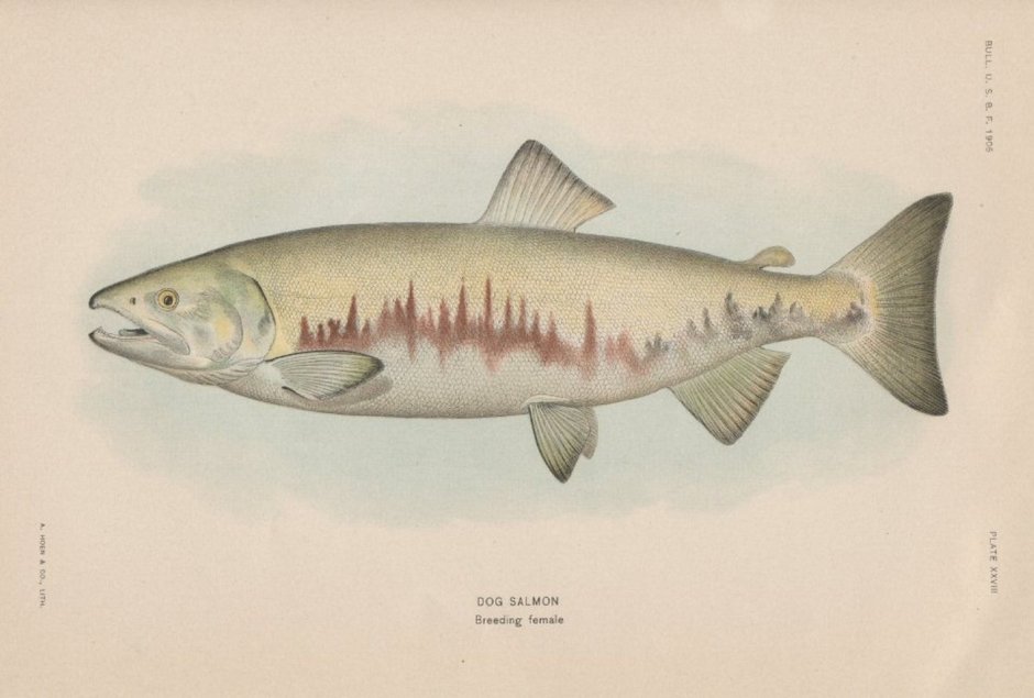 Oncorhynchus Keta