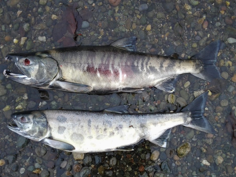 Горбуша самка и самец