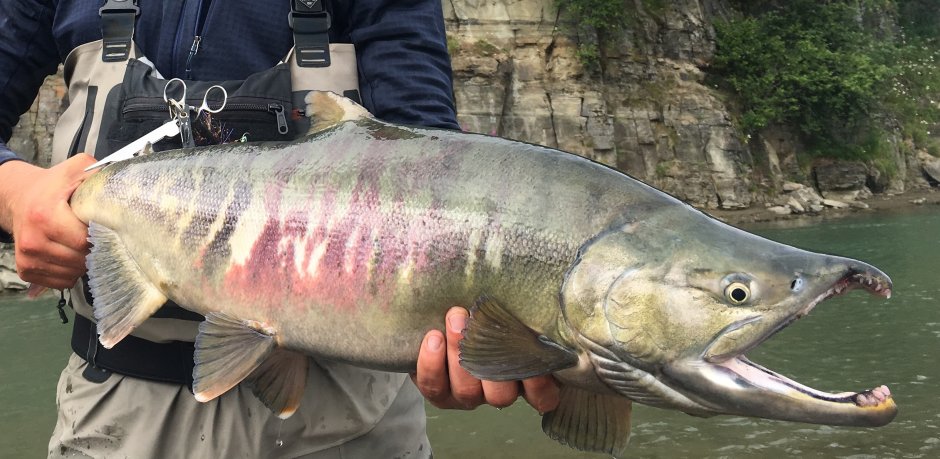 Амурская кета