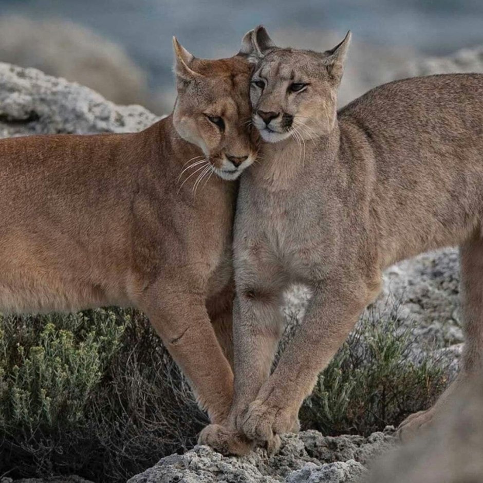 Пума Сибирская