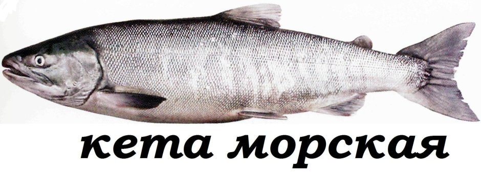 Рыба кита или кета