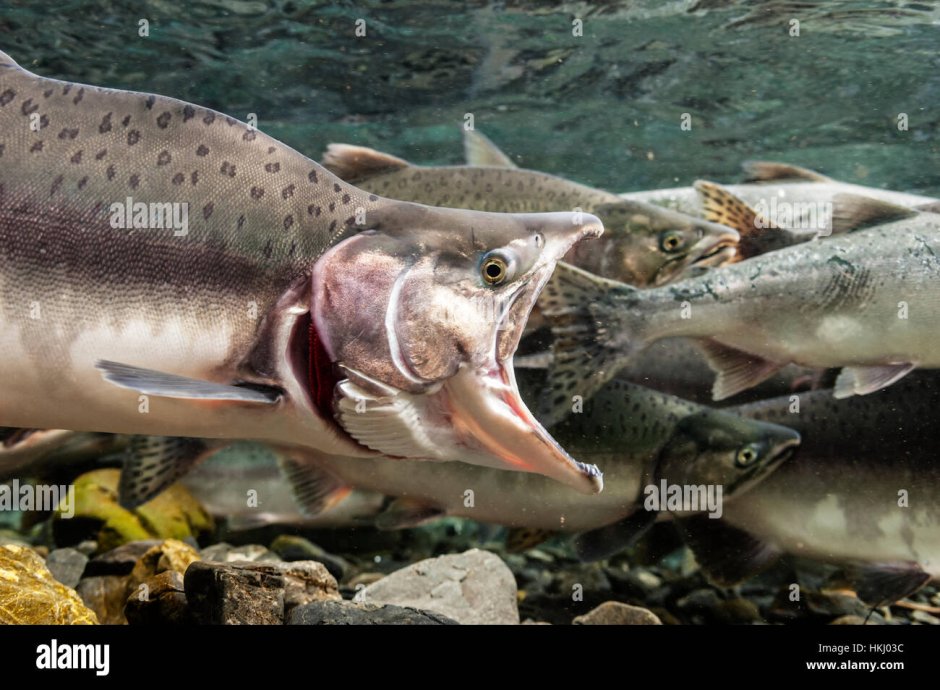 Горбатая горбуша рыба