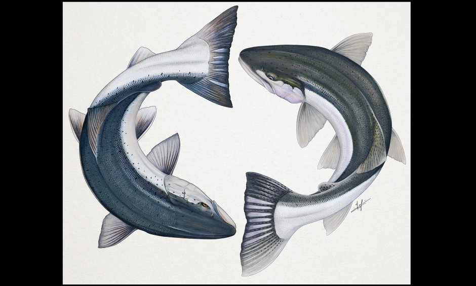 Семга самец и самка