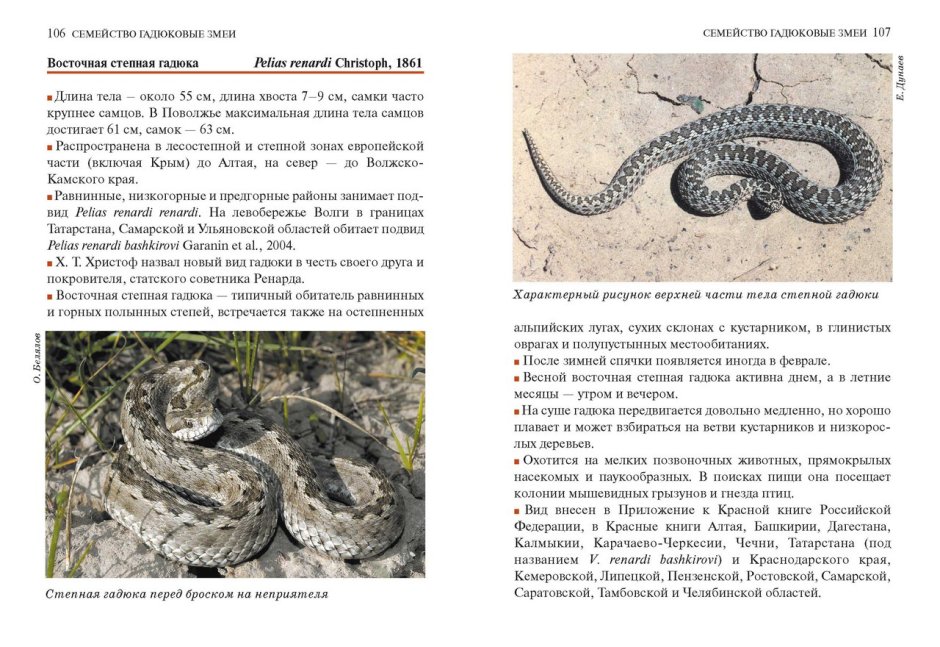 Восточная Степная гадюка красная книга Челябинской области