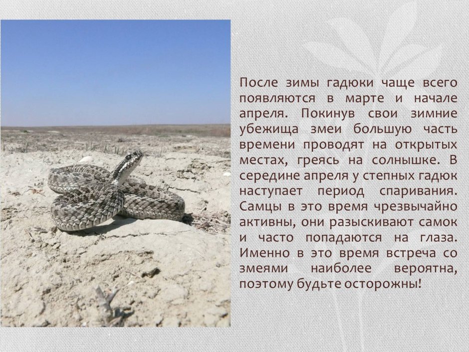 Степная гадюка сообщение 4 класс