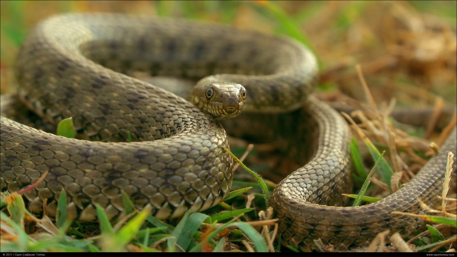Natrix tessellata