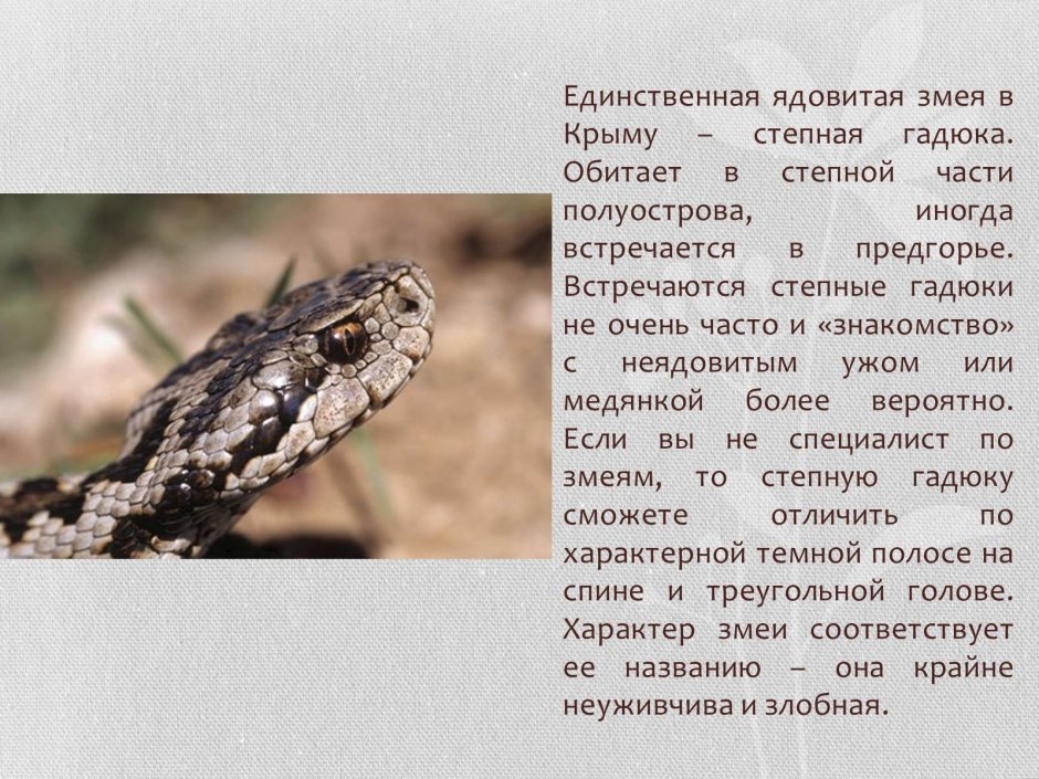 Сообщение о Степной гадюке 4 класс окружающий мир