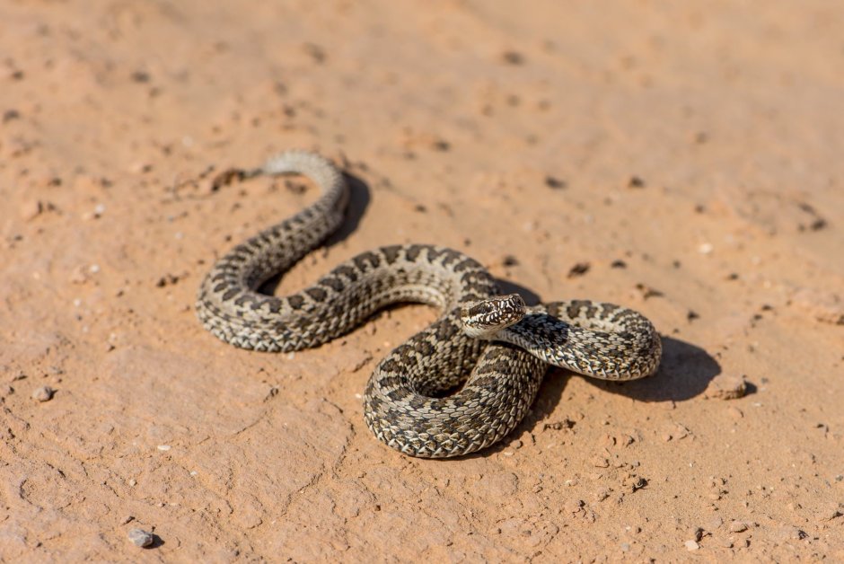 Гадюка Степная (Vipera ursinii)