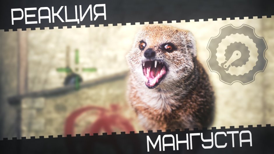 Реакция мангуста