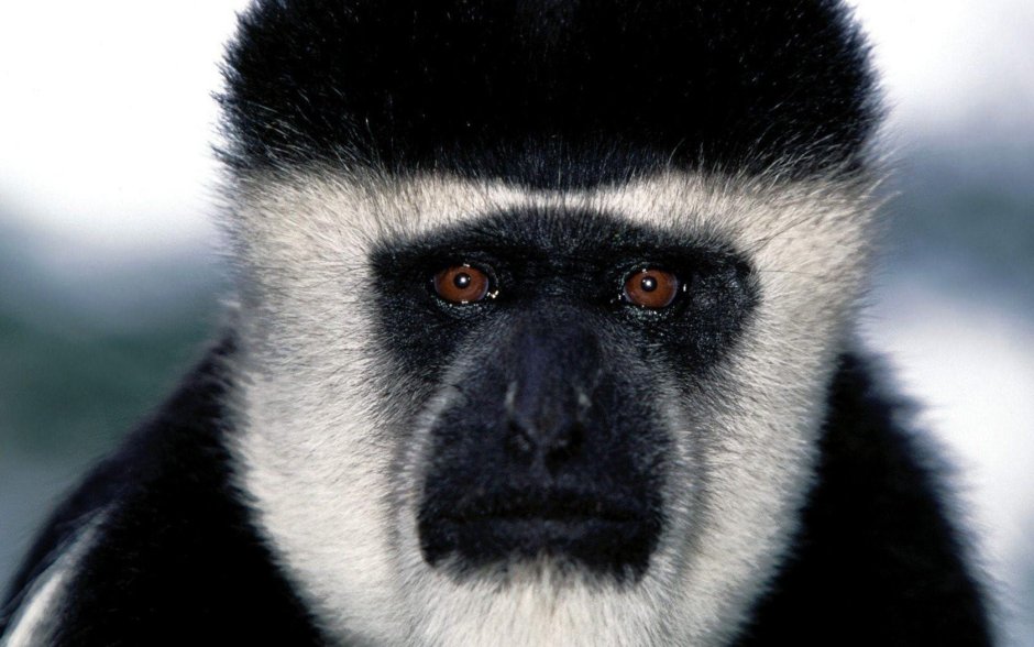 Обезьяна с черной мордочкой