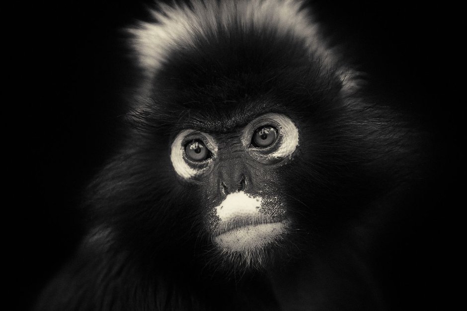 Черная обезьяна с белыми глазами